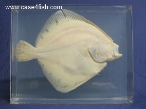Foto Galerie/Pleuronectiformes/Scophthalmus maximus/Scophthalmus maximus_05_S.jpg
